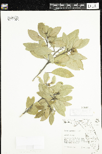 Image of Persea borbonia
