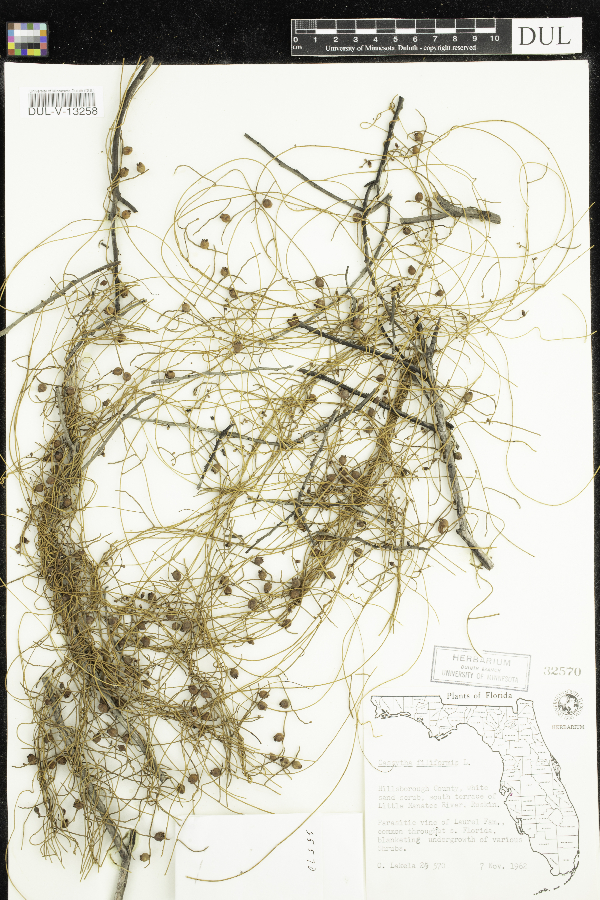 Cassytha filiformis image