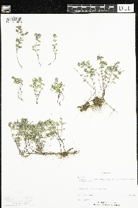 Thymus pulegioides image