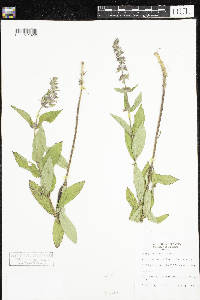 Stachys hispida image