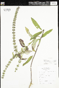 Stachys hispida image