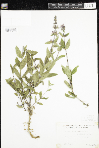 Stachys hispida image