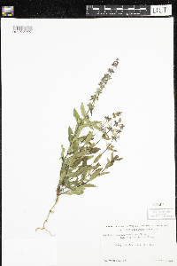 Stachys hispida image