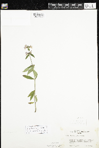 Stachys pilosa var. arenicola image