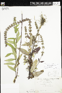 Stachys pilosa var. arenicola image