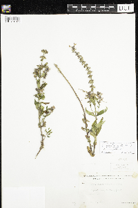 Stachys pilosa var. arenicola image