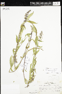 Stachys pilosa var. arenicola image