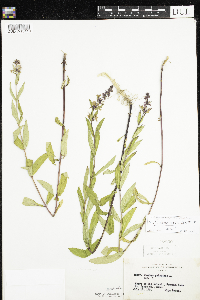 Stachys pilosa var. arenicola image