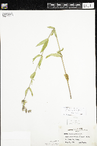 Stachys pilosa var. arenicola image