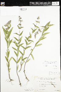 Stachys pilosa var. arenicola image