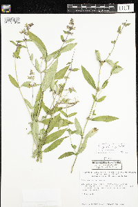 Stachys pilosa var. arenicola image