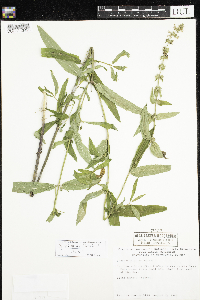 Stachys hispida image