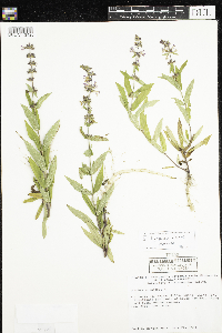 Stachys hispida image