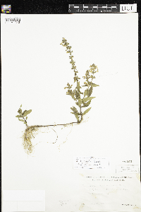 Stachys hispida image