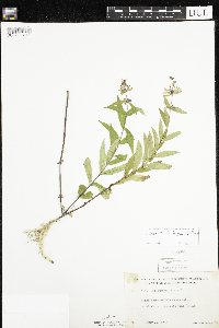 Stachys hispida image