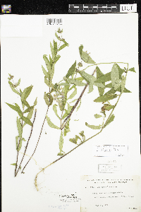 Stachys hispida image