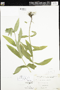 Stachys hispida image