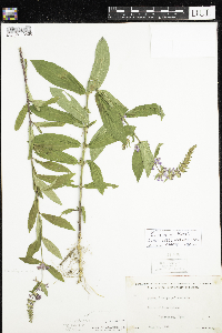 Stachys hispida image