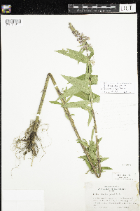 Stachys hispida image