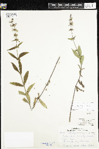 Stachys hispida image