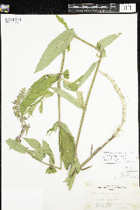 Stachys hispida image