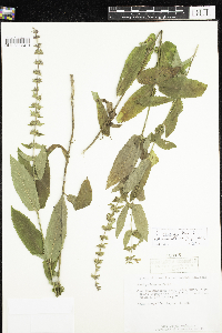 Stachys hispida image