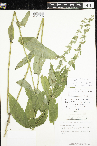 Stachys hispida image