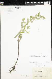 Scutellaria galericulata image