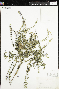 Scutellaria galericulata image