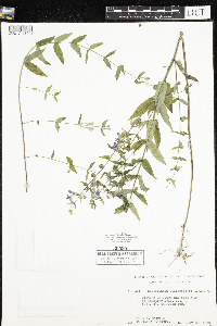 Scutellaria galericulata image