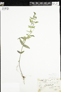 Scutellaria galericulata image