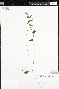 Scutellaria galericulata image