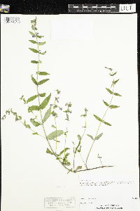 Scutellaria galericulata image