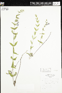 Scutellaria galericulata image