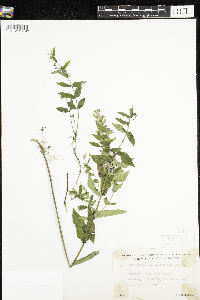 Scutellaria galericulata image