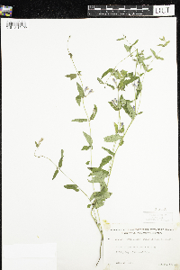 Scutellaria galericulata image