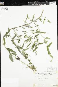 Scutellaria galericulata image