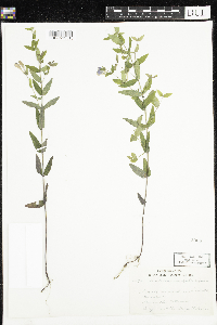 Scutellaria galericulata image