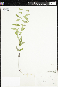 Scutellaria galericulata image