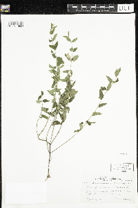 Scutellaria galericulata image