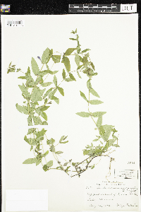 Scutellaria galericulata image