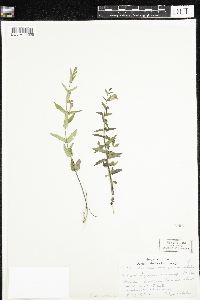 Scutellaria galericulata image