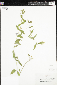 Scutellaria galericulata image