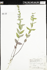 Scutellaria galericulata image