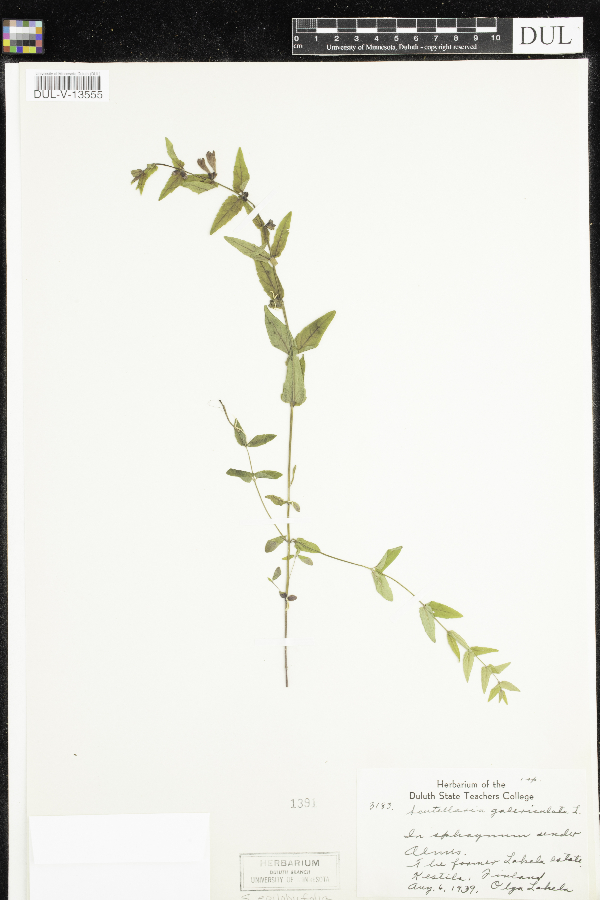 Scutellaria galericulata image