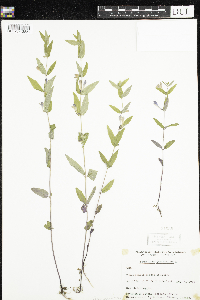 Scutellaria galericulata image