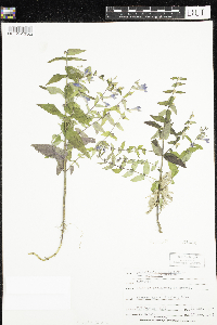 Scutellaria galericulata image