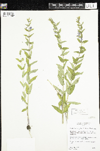 Scutellaria galericulata image