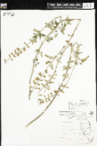Image of Salvia coccinea