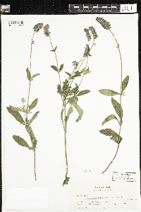 Image of Salvia lavanduloides